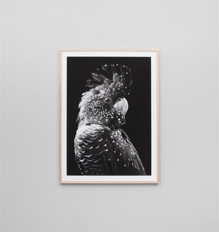 Black Cockatoo Grey | Framed Print