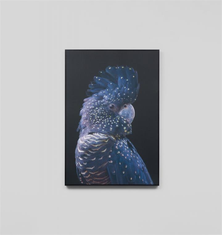 Black Cockatoo Canvas | Medium