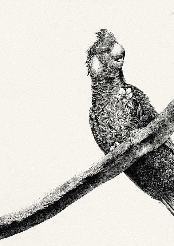 Carnaby's Black Cockatoo | Limited Edition GiclÃ©e Print