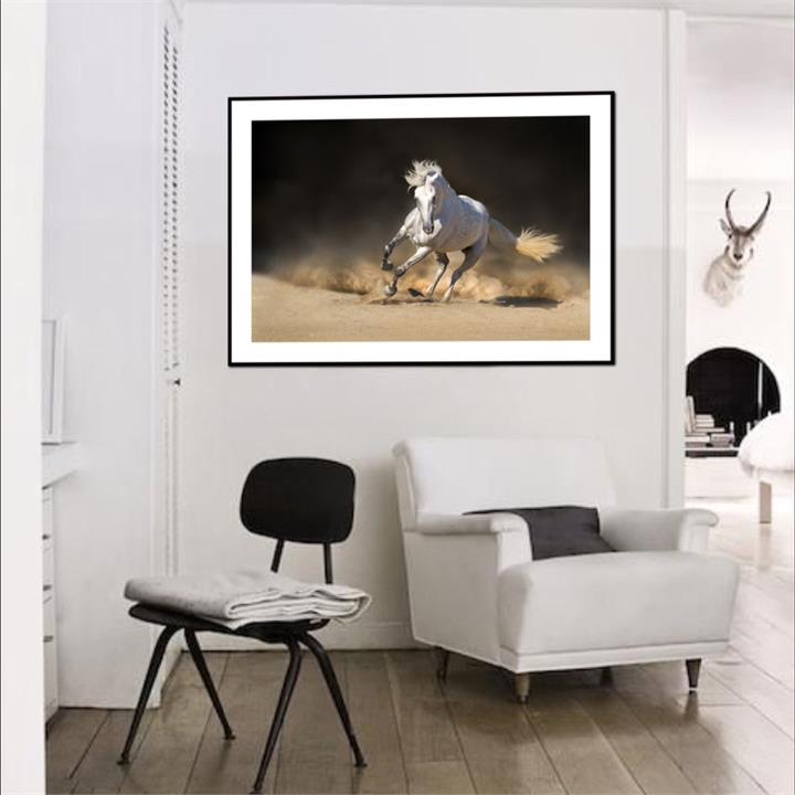 Callipso | White Andalusian Horse | Framed Photographic Print