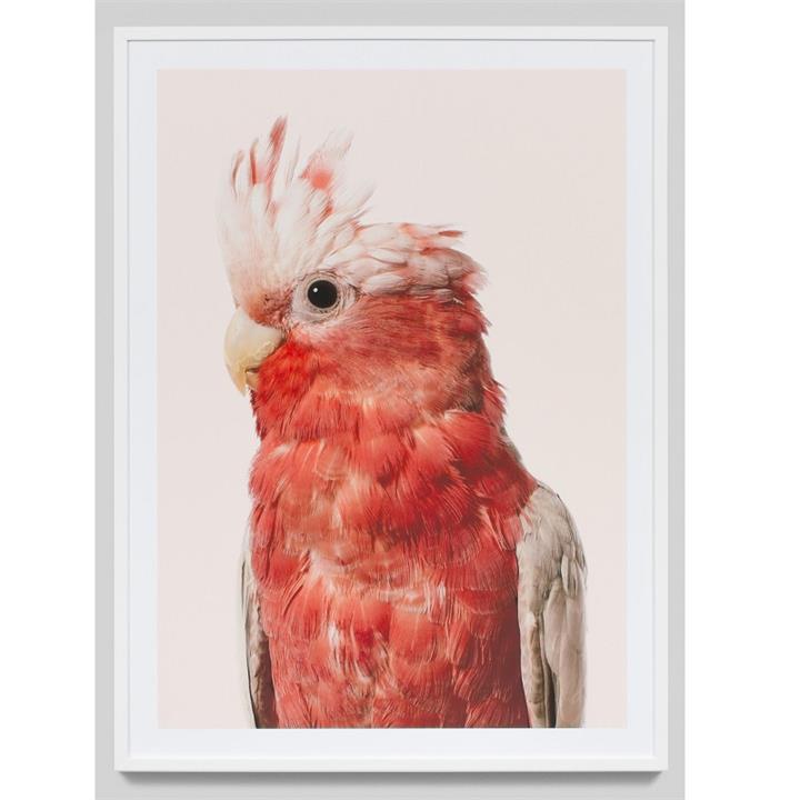 Coral Galah | Photographic Framed Print