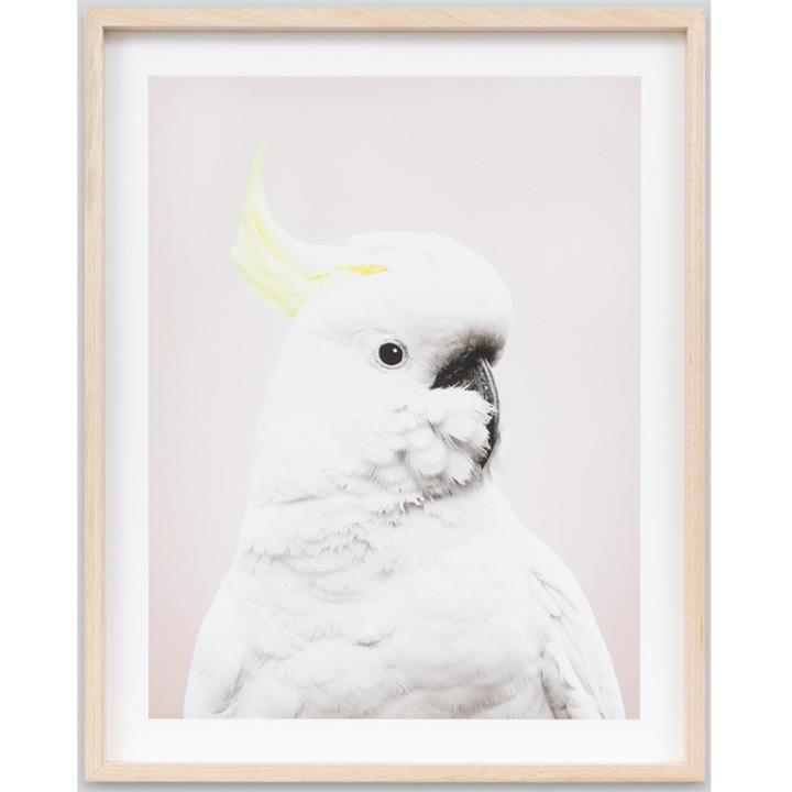 Cockatoo Pastel 1 | Framed Photographic Print