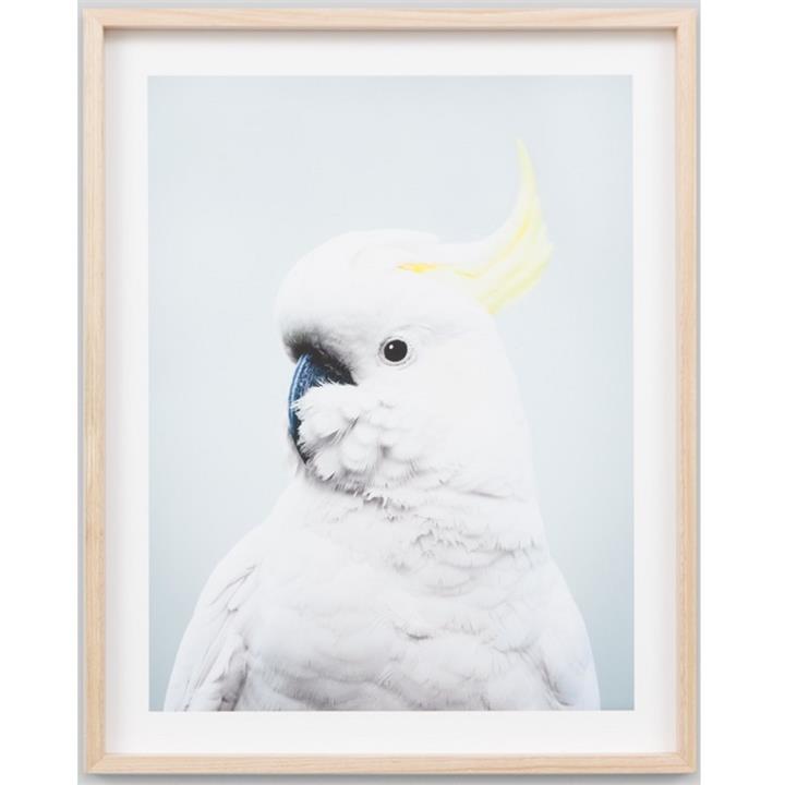 Cockatoo Pastel 2 | Framed Photographic Print