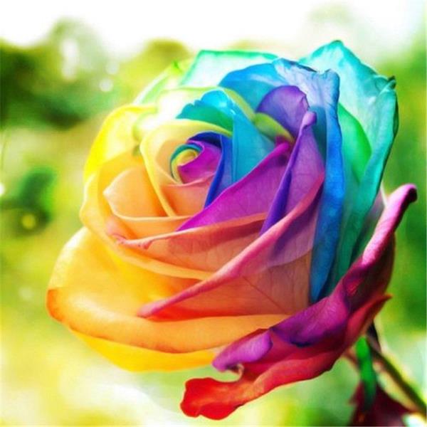 Egrow 200Pcs Rainbow Rose Seeds Rare Colorful Flower Potted Plant Garden Bonsai