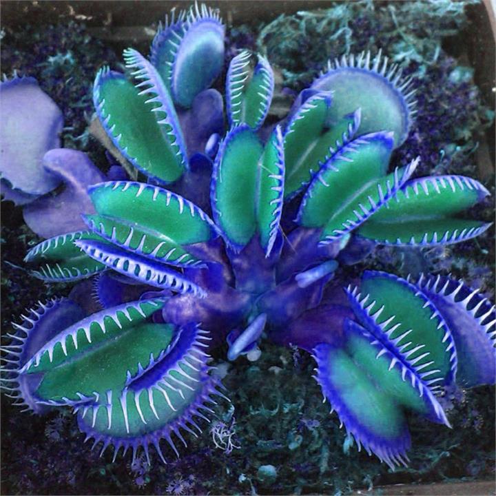 Egrow 100 PCS Garden Potted Blue Insectivorous Plant Seeds Rare Dionaea Muscipula Flytrap Bonsai