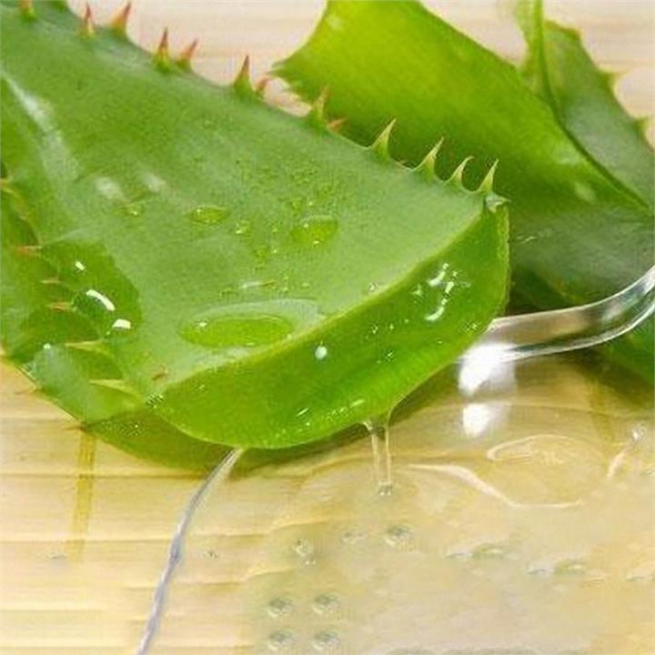 Egrow 100 PCS Aloe Vera Seeds Beauty Plant Edible Bonsai Plants Vegetables And Fruit For Gardening