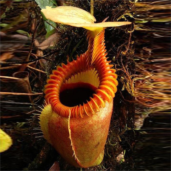 Egrow 50PCS Nepenthes Seeds Potted Plant Eating Mosqutio Insert Garden Outdoor Flowers Bonsai