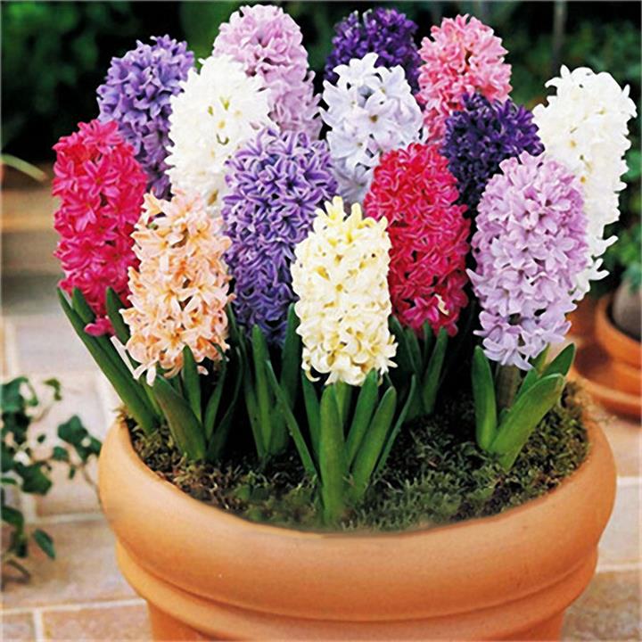 Egrow 100Pcs Hyacinth Flower Seeds Mixed Color Beautifying Garden Bonsai Potted Blooming Plant