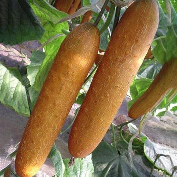 Egrow 20Pcs/Pack Orange Cucumber Seeds Fresh Crisp Vegetable Fruit Seed For Balcony Garden Planting