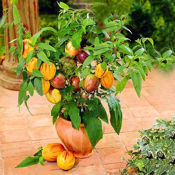 Egrow 100 Pcs/Pack Sweet Melon Seeds Rare Melon Fruit Plant Seeds Garden Yard Balcony Vegetable Seed