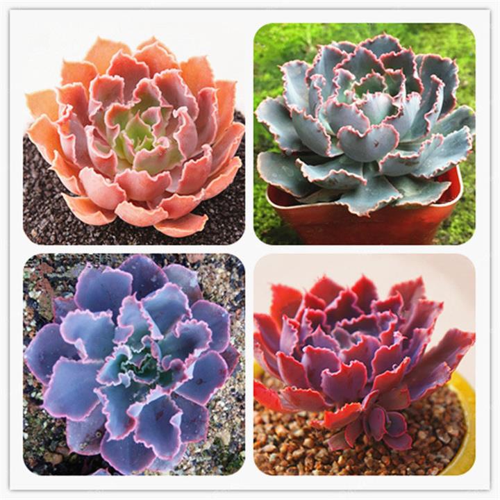 Egrow 100Pcs/Pack Echeveria Succulent Seeds Garden Planting Rare Lithops Plant Bonsai Flower Seed