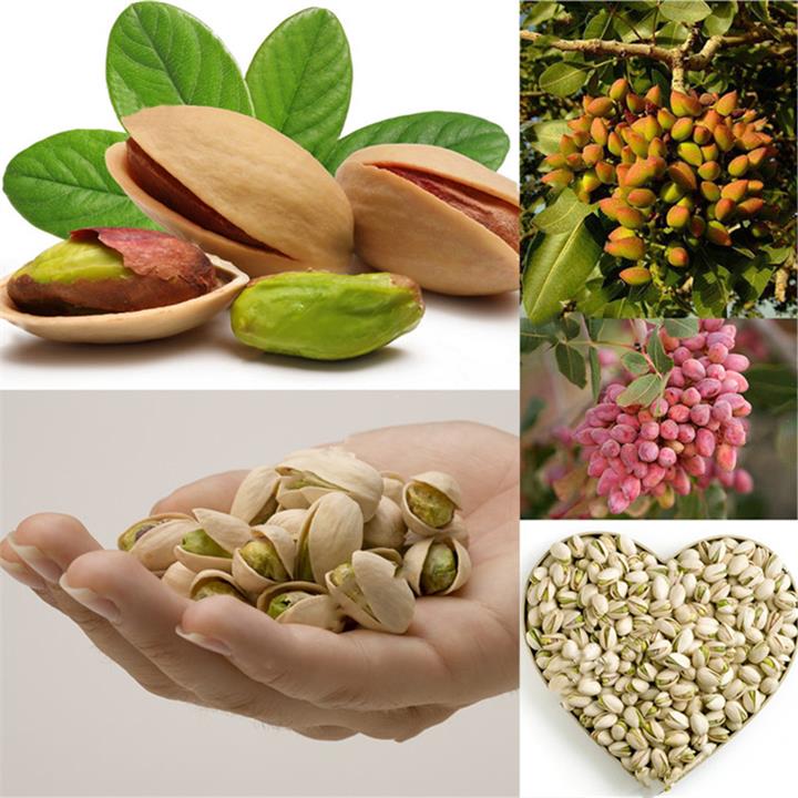 Egrow 5Pcs/Pack Pistachios Seeds Garden Outdoor Nut Tree Fruit Tree Seeds Planting