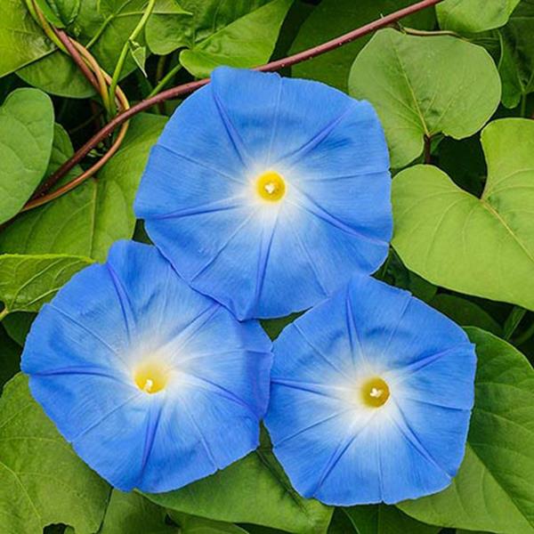 Egrow 20Pcs/Pack Morning Glory Seeds Heavenly Blue Flowers Gardening Path Decorations