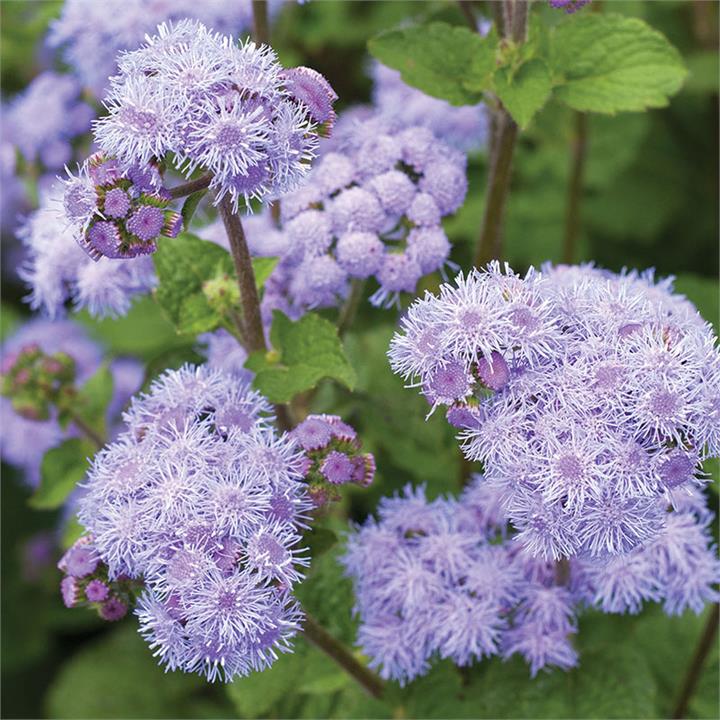 Egrow 20Pcs/Pack Ageratum Seeds Garden Courtyard Annual Blue Purple Beautify Flowers Plants Seeds