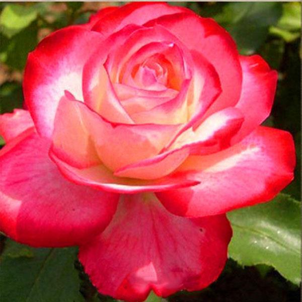 Egrow 100Pcs/Pack Rare Rose Seeds Garden Balcony Bonsai Potted Plants Flowers Seeds