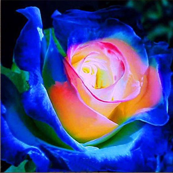 Egrow 100Pca/Pack Blue Purple Rose Seeds Garden Flower Gift Plants Bonsai Seeds