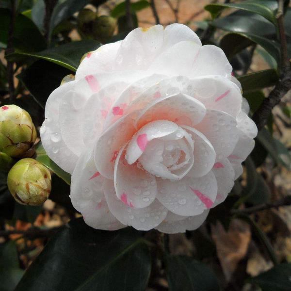 Egrow 10Pcs/Pack Camellia Flowers Seeds Potted Plants Home Garden Decorations Flower Seeds