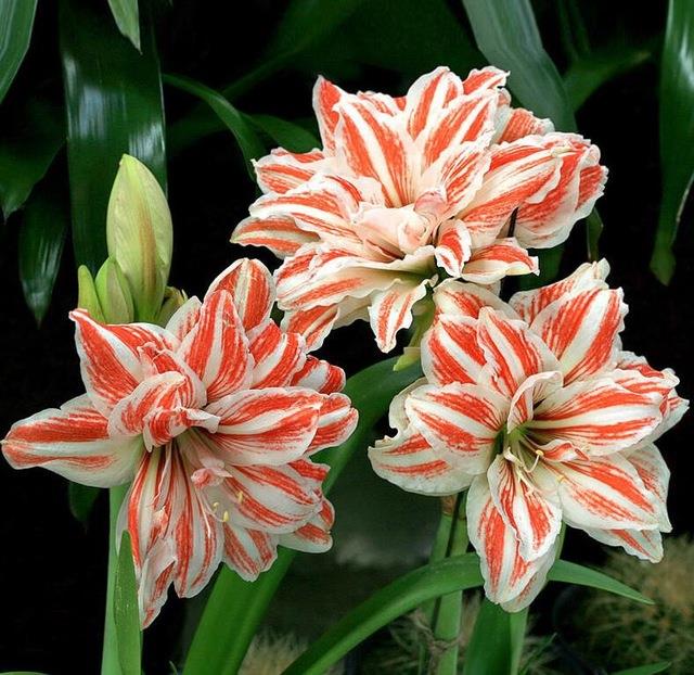 Egrow 50Pcs/Pack Rainbow Lily Seeds Potted Bonsai Plant Lily Flower Seeds for Home Garden