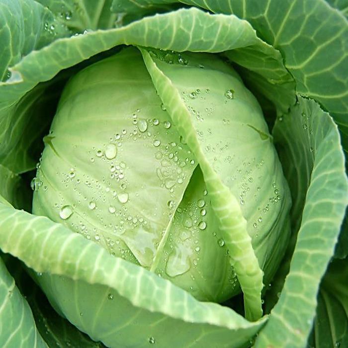 Egrow 100Pcs/Pack Giant Cabbage Seeds Organic Vitamin Vegetables Seeds Courtyard Plants