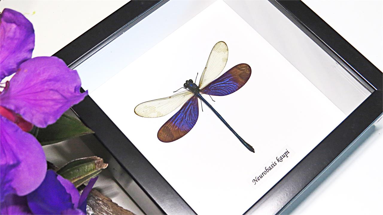 Framed Blue Winged Dragonfly