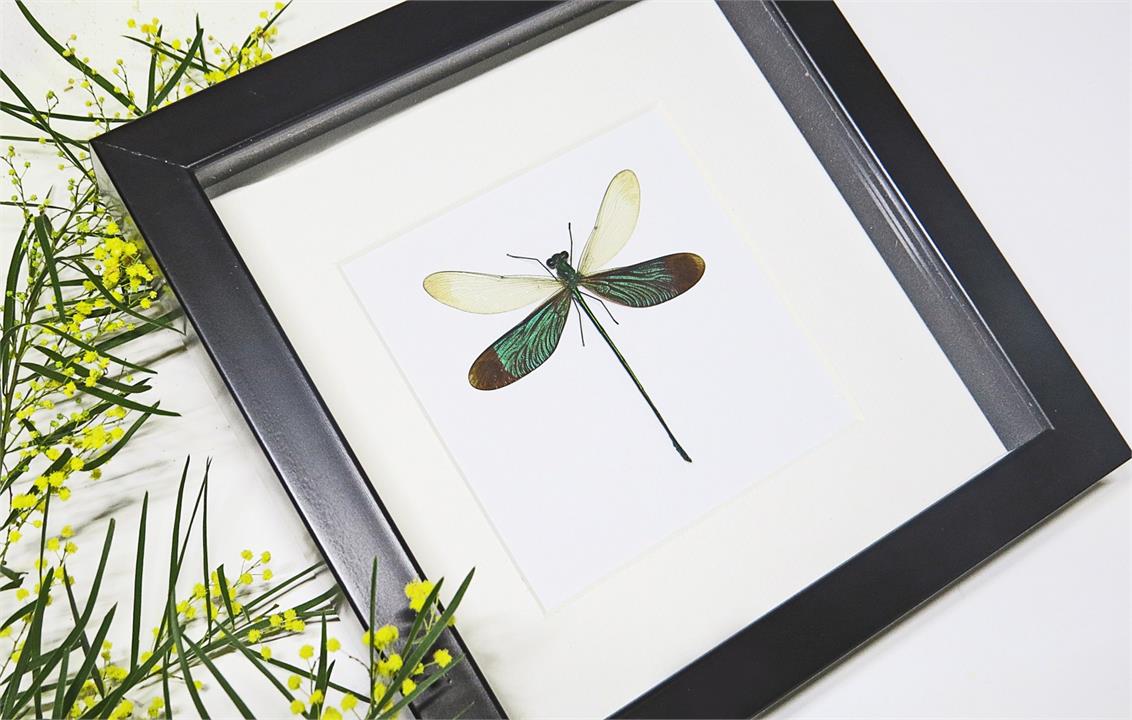 Framed Dragonfly Metallic Wings 