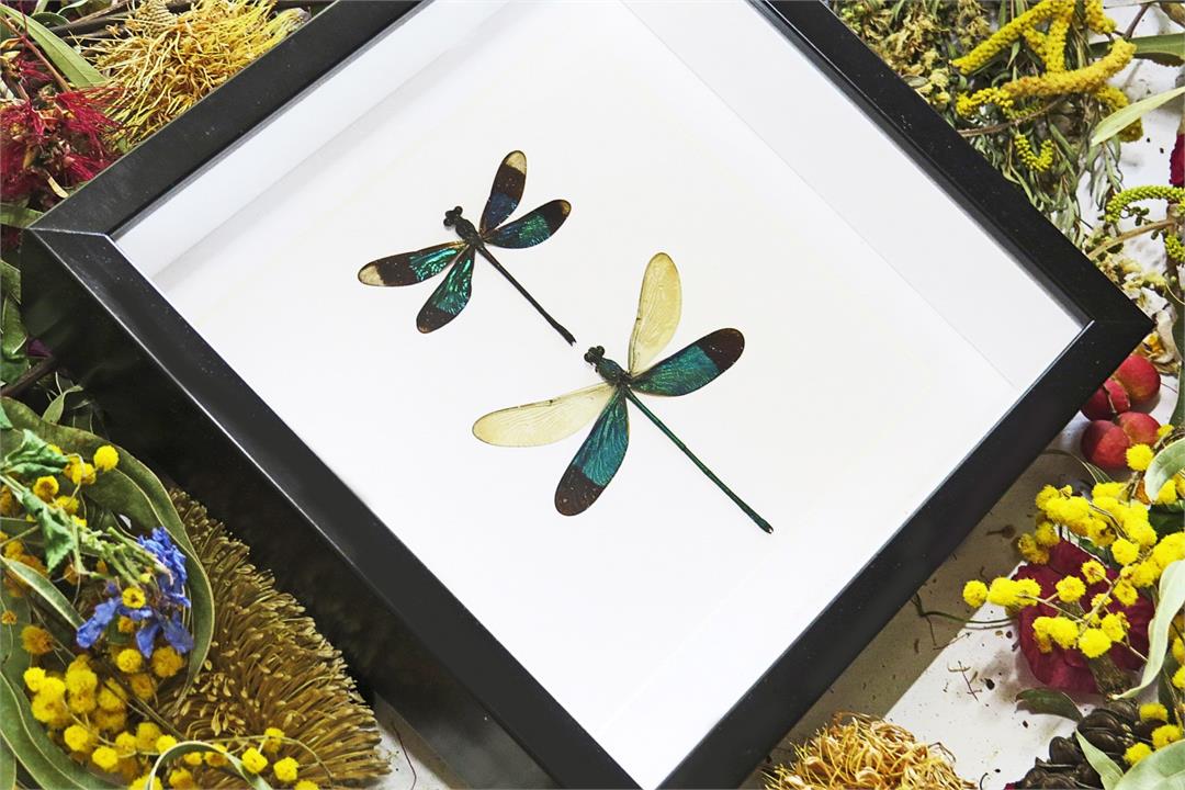 Framed Dragonfly Duo