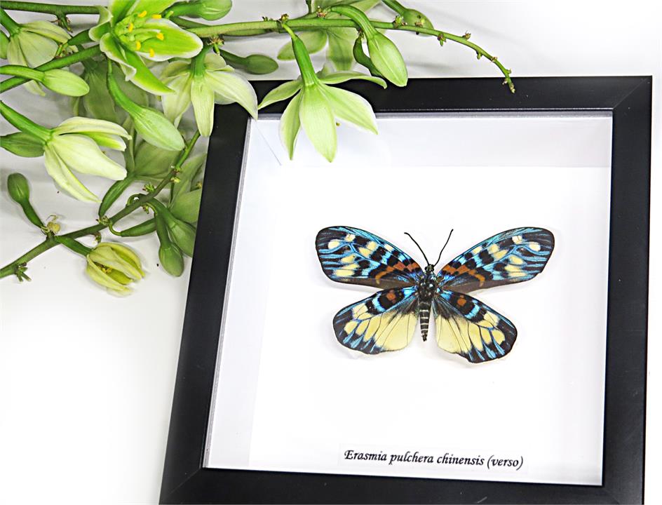 Framed Multi Coloured Day Moth