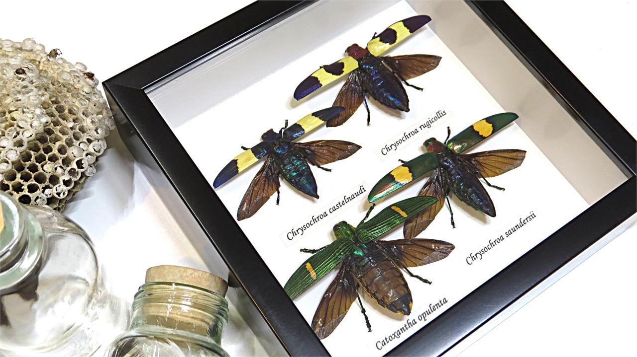 Framed Green Metallic Winged Jewel Beetles