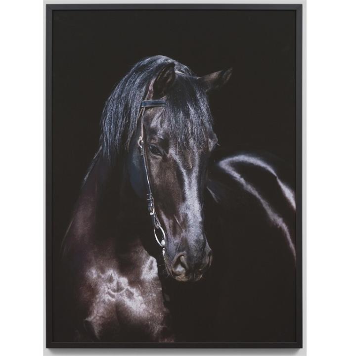 Midnight Stallion | Framed Photographic Print