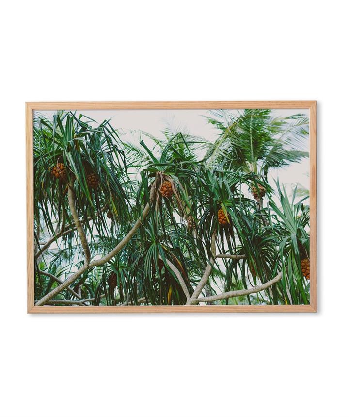 Palms and Pandans Art Print Large