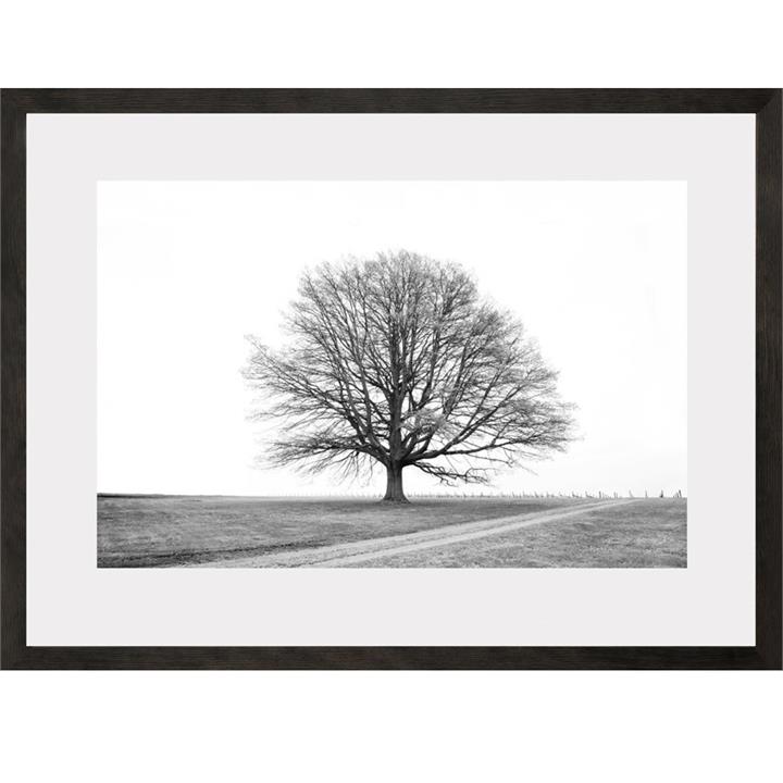 Red Hill Oak | Limited Edition Fine Art Photograph