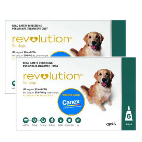 Revolution Teal Large 20-40kg 12 pack