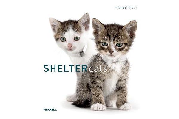 Shelter Cats