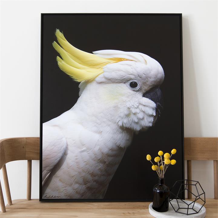 Sulphur-crested Cockatoo | Framed Photograph by Amelia Anderson