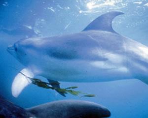 Swim With Dolphins & Seals - Mornington Peninsula, VIC