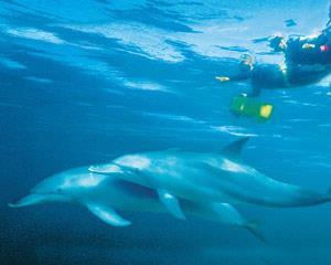 Swim With Dolphins - Rockingham Perth