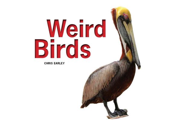 Weird Birds