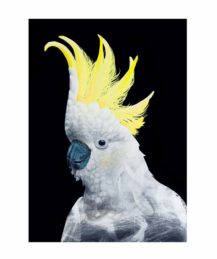 Zoom Cockatoo Art Print