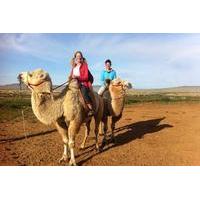 1 Day Semi-Gobi Tour Including Lunch And Free Camel or Horseback Ride