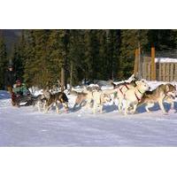 1-Hour Winter Dog Mushing and Sledding in Fairbanks