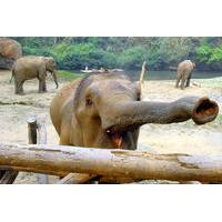 1-Day Ethical Choice Tour to the Elephant Nature Park with Private Transportation