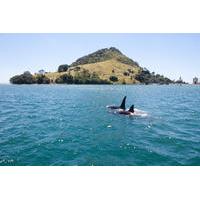 1 hour tauranga harbour scenic cruise from mount maunganui