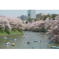 1-Day Tokyo Garden Tour including Breakfast and Lunch