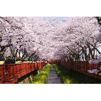 1 day visit to the jinhae gunhangje cherry blossom festival from seoul