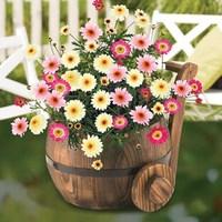 1 Pre-Planted Burntwood Churn with Argyranthemum Honeybees Collection