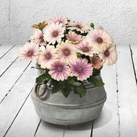 1 pre planted fitzwilliam round planter osteospermum fondant fancy pla ...