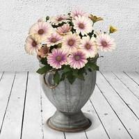 1 pre planted fitzwilliam urn planter osteospermum fondant fancy plant ...