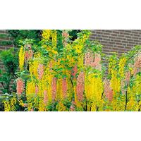 1 Adams Laburnum Tree with Free P&P