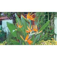 1 Exotic Bird of Paradise Plant with Free P&P