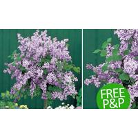 1 Unit Korean Lilac Tree